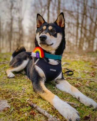 Dog Collar Rainbow | Felt Rainbow Dog Collar Accessory | Pride Pup | 4 Colors | St Patricks Day - image3